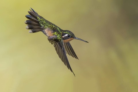 Purple-throated Mountaingem (Lampornis calolaemus) female flying, Costa Rica