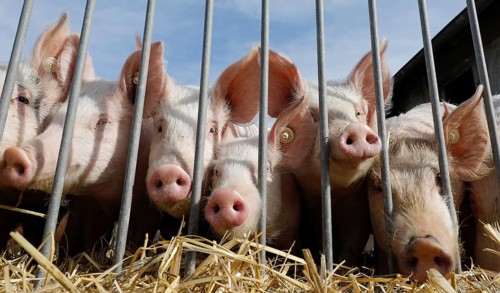 Piglets from the Jahnsfeld organic farm in Brandenburg, which live in species-appropriate animal