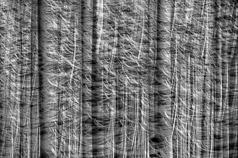 Atmospheric forest, abstract structures, wiping effect, bulb exposure