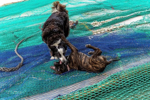 Playful dogs fight on fishermen's nets in the port of Cala Figuera, Majorca, Spain