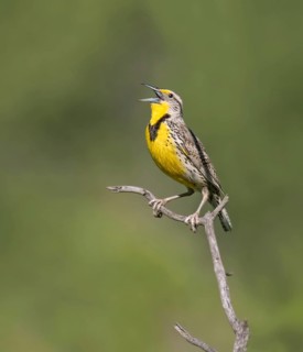 Western Meadowlark (Sturnella neglecta) male singing, North Dakota, USA