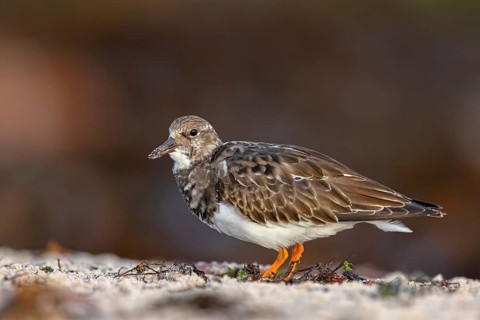 Turnstone, (Arenaria interpres), Animals, Birds, Snipe family, Heligoland, Schleswig-Holstein,