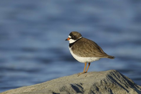 Semipalmated Plover (Charadrius semipalmatus), Manitoba, Canada