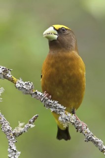 Evening Grosbeak (Hesperiphona vespertina) male, British Columbia, Canada