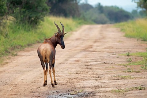 Serengeti Topi (Damaliscus korrigum jimela) on a sandy track, antelope, Akagera National Park or
