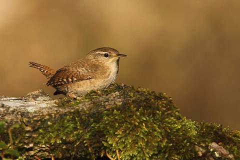 Eurasian Wren (Troglodytes troglodytes), Utrecht, Netherlands
