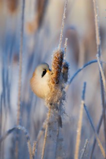 Bearded Reedling (Panurus biarmicus) male feeding on cattail seed, Thuringia, Germany