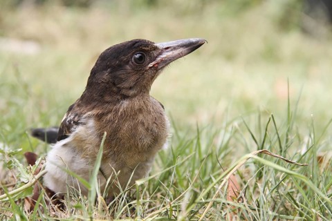 Pied Butcherbird (Cracticus nigrogularis) juvenile, Queensland, Australia