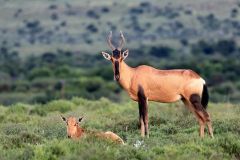 Red hartebeest (Alcelaphus buselaphus caama), kaama, adult, female, mother, young, social