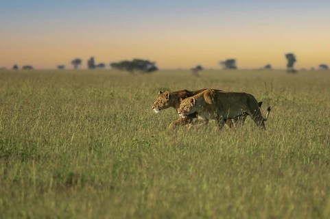 Löwe (Panthera leo) zwei Weibchen durchstreifen zusammen die Savanne, Serengeti, Tansania | African