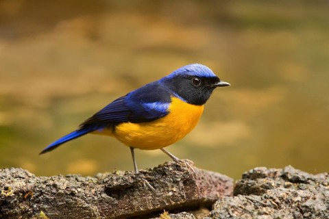Rufous-bellied Niltava (Niltava sundara) male, Yunnan, China