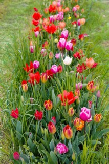 Gönningen tulip blossom, tulips (Tulipa), flowers, colourful, pink, red blossoms, spring bloomers,
