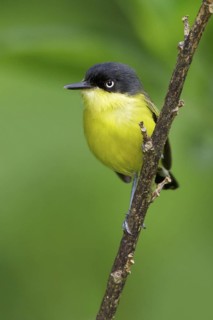 Common Tody Flycatcher (Todirostrum nigriceps) perched on a branch in Costa Rica, Central America