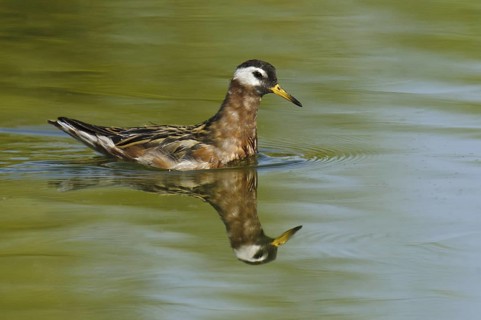 Red Phalarope (Phalaropus fulicarius), Arizona, USA