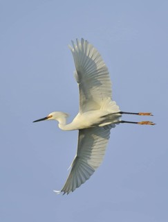 Snowy Egret (Egretta thula) flying, Texas, USA