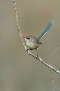 Variegated Fairywren (Malurus lamberti assimilis) female, Victoria, Australia