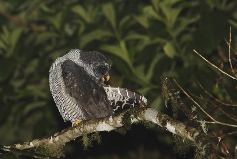 Black-and-white Owl (Strix nigrolineata), Pichincha, Ecuador