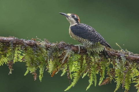 Black-cheeked Woodpecker (Melanerpes pucherani), Costa Rica