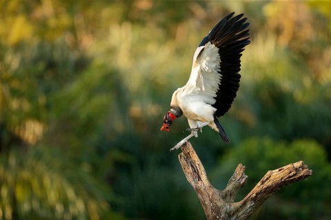 King Vulture (Sarcoramphus papa) approaching a tree stump, Costa Rica