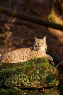Eurasian lynx (Lynx lynx) lying on a rock, Bavaria, Germany