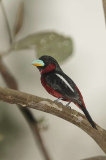 Black-and-red Broadbill (Cymbirhynchus macrorhynchos), Kaeng Krachan, Thailand