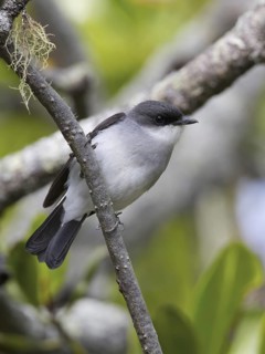Mangrove Robin (Peneoenanthe pulverulenta leucura), Queensland, Australia