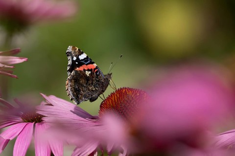 Red admiral butterfly (Vanessa atalanta) adult insect feeding on a garden purple Coneflower