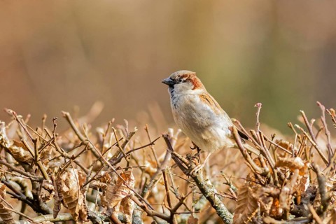 House sparrow (Passer domesticus) perched on dry hedge branches in late winter light, Hesse,