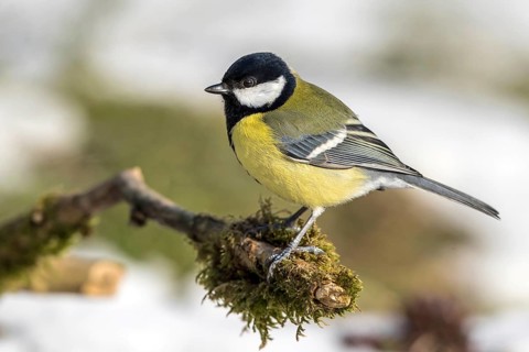 Great Tit (Parus major) perched on a branch, Mecklenburg-Western Pomerania, Germany