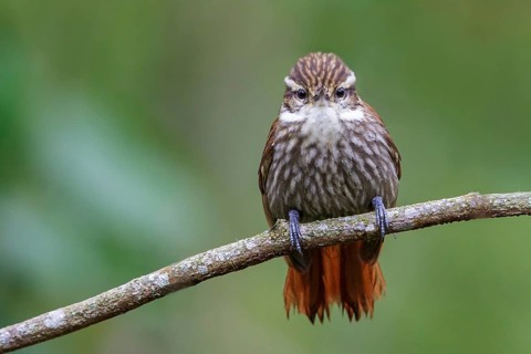 Streaked Xenops (Xenops rutilans) perched on a branch in the Atlantic rainforest of southeast
