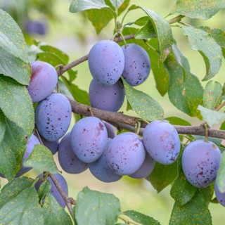 Plum (Prunus domestica 'Hauszwetsche' - Etscheid),  Germany