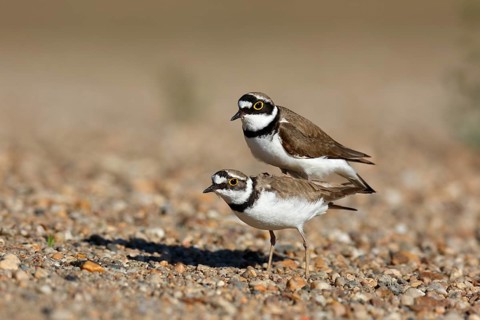 Little Ringed Plover (Charadrius dubius) pair mating, Saxony-Anhalt, Germany