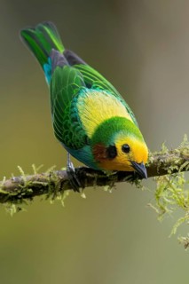 Multicolored Tanager (Chlorochrysa nitidissima) perched on a branch in Colombia, South America