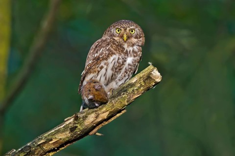 Eurasian Pygmy Owl (Glaucidium passerinum) female perched on a branch with prey, Bavaria, Germany