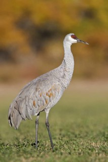Sandhill Crane (Antigone canadensis), New Mexico, USA