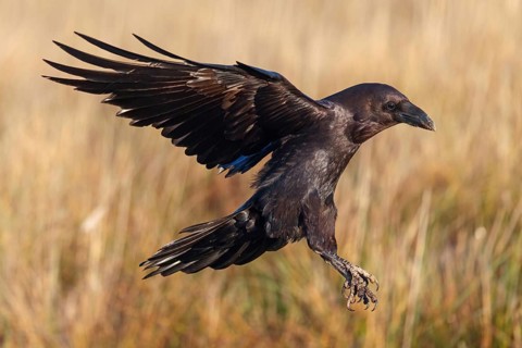 Raven, Common Raven, Raven, (Corvus cor), Grand Corbeau, Hides De Calera / Valley Hide, Calera Y