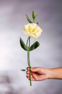 A hand gently holds a delicate yellow flower with green leaves against a soft gradient background