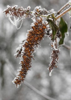 Summer lilac (Buddleja davidii) with hoarfrost, North Rhine-Westphalia, Germany