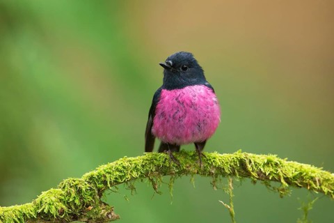 Pink Robin (Petroica rodinogaster) male perched on a mossy branch, Victoria, Australia