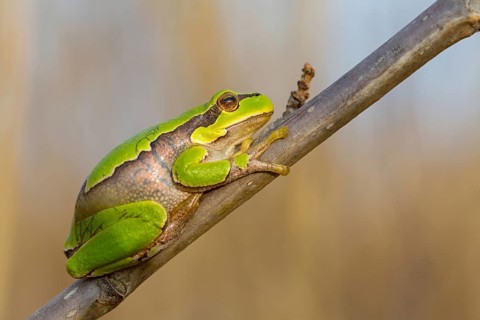 European tree frog, (Hyla arborea), frog, frog family, Lake Neusiedl, Illmitz, Burgenland, Austria