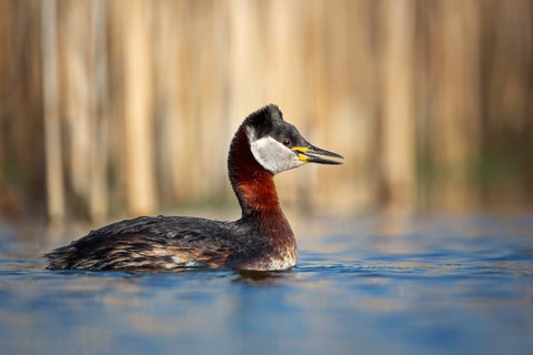 Red-necked Grebe (Podiceps grisegena), Saxony-Anhalt, Germany