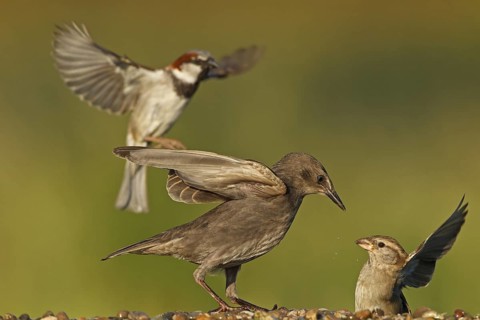 Common Starling & House Sparrow (Sturnus vulgaris & Passer domesticus), Rhineland-Palatinate,