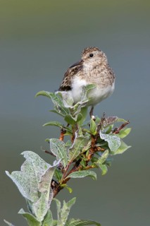 Temminck's Stint (Calidris temminckii), Finnmark, Norway