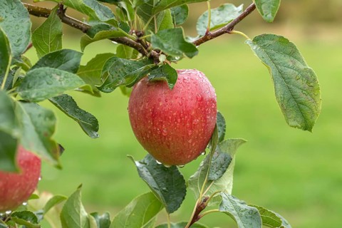 Apple (Malus domestica 'Rekarda'), Bundessortenamt Prüfstelle Wurz, Germany