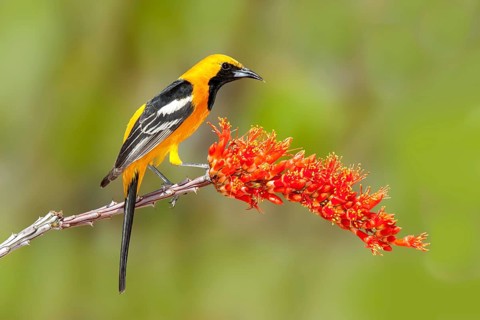 Hooded Oriole Icterus cucullatus Amado, Arizona, United States 16 April Adult Male Icteridae