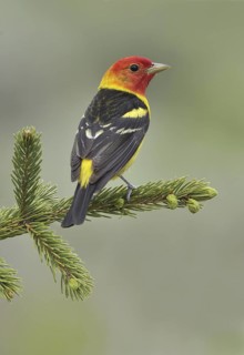 Western Tanager (Piranga ludoviciana) male, British Columbia, Canada