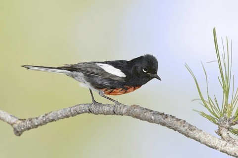 Painted Whitestart (Myioborus pictus), Arizona, USA