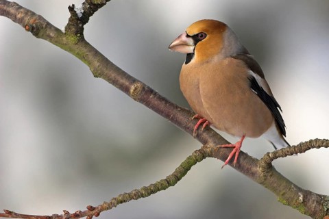 A hawfinch (Coccothraustes coccothraustes), Battenberg, Tiszaalp-r, Kiskuns-gi National Park,