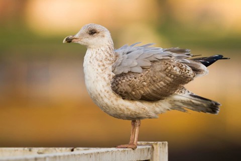 European Herring Gull (Larus argentatus), Schleswig-Holstein, Germany