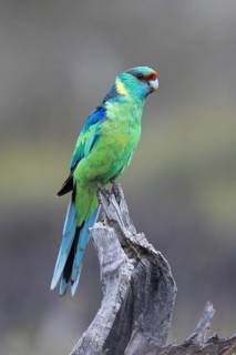 Mallee Ringneck (Barnardius zonarius barnardi) male perched on an old tree stump, Victoria,